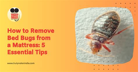 How To Remove A Bed Bug Infestation .